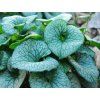 brunnera macrophylla alexanderas greata2