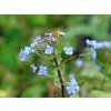 Brunera veľkolistá 'Alexander's Great' PBR - Brunnera macrophylla 'Alexander's Great' PBR