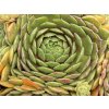 Skalnica strešná 'Commander Hay' - Sempervivum tectorum 'Commander Hay'