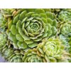 Skalnica strešná 'Commander Hay' - Sempervivum tectorum 'Commander Hay'