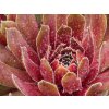 Skalnica strešná 'Commander Hay' - Sempervivum tectorum 'Commander Hay'