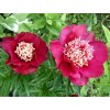 Pivonka lekárska 'Anemoniflora' - Paeonia officinalis 'Anemoniflora'