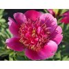 Pivonka lekárska 'Anemoniflora' - Paeonia officinalis 'Anemoniflora'