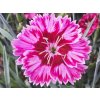 Klinček záhradný  'Flutterburst' - Dianthus caryophyllus 'Flutterburst'