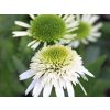 Echinacea DELICIOUS NOUGAT 'Noecthree' PBR - Echinacea DELICIOUS NOUGAT 'Noecthree' PBR