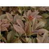 Rodgersia 'Bronze Paecock' - Rodgersia podophylla 'Bronze Paecock'