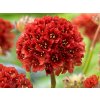Trávnička prímorská 'Ballerina Red' - Armeria pseudoarmeria 'Ballerina Red'
