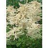 sylvestris