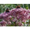 Konopáč škvrnitý 'Riesenschirm' - Eupatorium maculatum 'Riesenschirm'