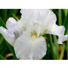 Kosatec nemecký 'Immortality' - Iris germanica 'Immortality'