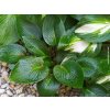 Hosta 'Devon Green' - Hosta 'Devon Green'
