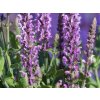 Šalvia hájna 'Sensation® Medium Violet' - Salvia nemorosa 'Sensation® Medium Violet'
