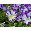Viola odorata 'Rebecca Cawthorne' (1)