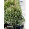 mops2