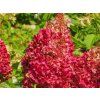 40404 4 40404 4 wims red