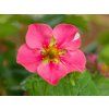 Fragaria Strawberry Ice (2)