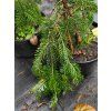 Abies alba Pendula (3)
