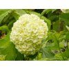 Viburnum opulus ´Roseum´