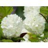 Viburnum opulus Roseum