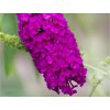 Budleja Dávidova 'Royal Red'