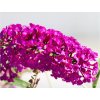 Budleja Dávidova 'Royal Red'