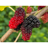 Mojo Berry