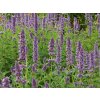 Agastache 'Blue Fortune' - Agastache 'Blue Fortune'