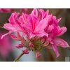 rosy light2