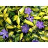 Zimozeleň menšia 'Illumination' - Vinca minor 'Illumination'