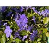 Zimozeleň menšia 'La Grave' - Vinca minor 'La Grave'