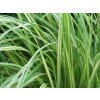 Bezkolenec belasý 'Variegata' - Molinia caerulea 'Variegata'