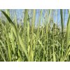 Bezkolenec rákosovitý 'Herbert Clark Hoover' - Molinia arundinacea 'Herbert Clark Hoover'
