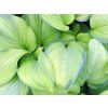 hosta q 1