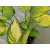 Hosta 'June®' - Hosta 'June®'