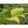 Hosta 'June®' - Hosta 'June®'