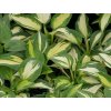 Hosta 'Lakeside Cupcake'  Hosta 'Lakeside Cupcake'