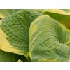 Hosta 'Samurai' - Hosta 'Samurai'