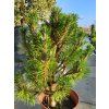 Pinus nigra 'Komet' (4)