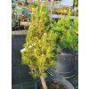 Pinus nigra 'Komet' (1)
