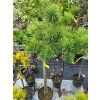Pinus mugo 'Corley's Mat' (1)