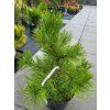 Pinus mugo 'Corley's Mat'2 (2)