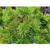 Pinus mugo 'Corley's Mat' (2)