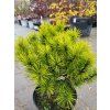 Pinus mugo 'Ophir' (3)