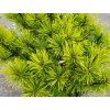 Pinus mugo 'Ophir' (2)