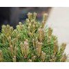 Pinus kulovit� (2)