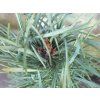 borovice lesn� fastigiata