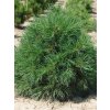 Borovica lesná 'Globosa Viridis'