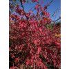 Euonymus alatus (2)