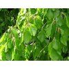 fagus sylvatica pendula