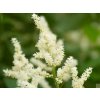 Astilba Arendsova 'Biala Mini' - Astilbe x arendsii 'Biala Mini'